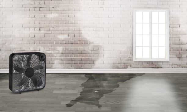 Best Mold removal after water damage  in Sandersville, GA